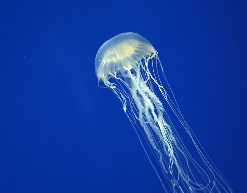 Australian Box Jellyfish