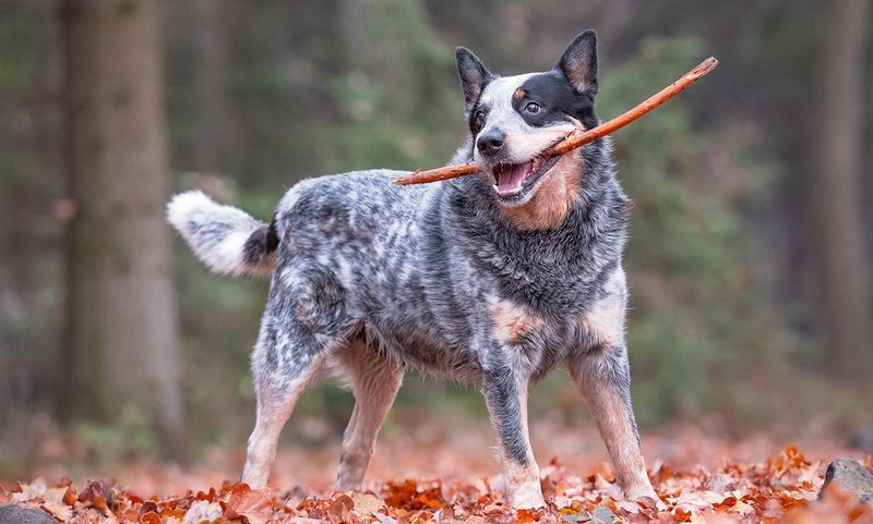 Australian Cattle Dog