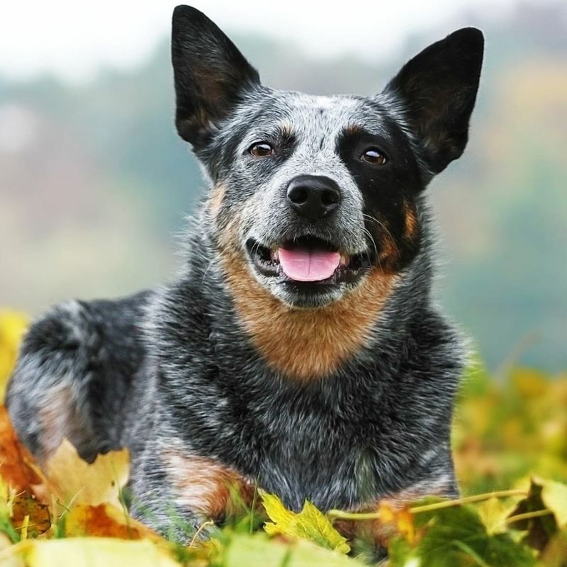 Australian Cattle Dog