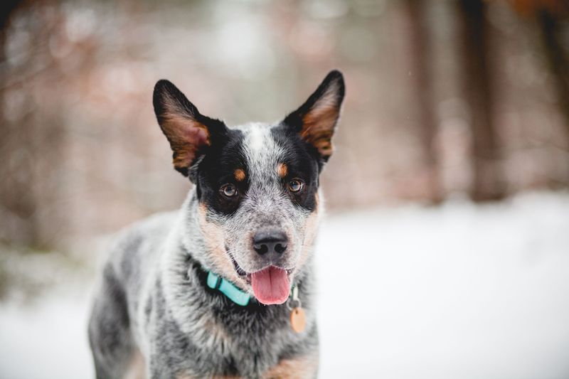 Australian Cattle Dog