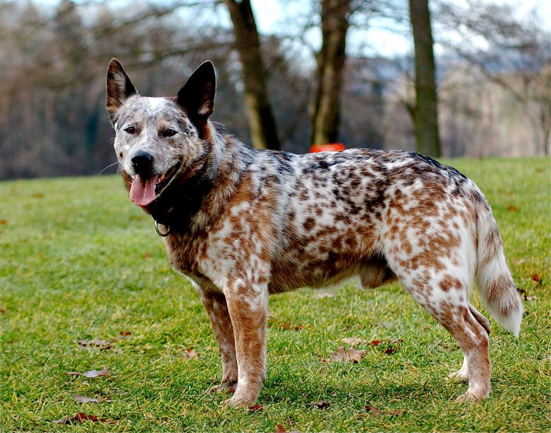 Australian Cattle Dog