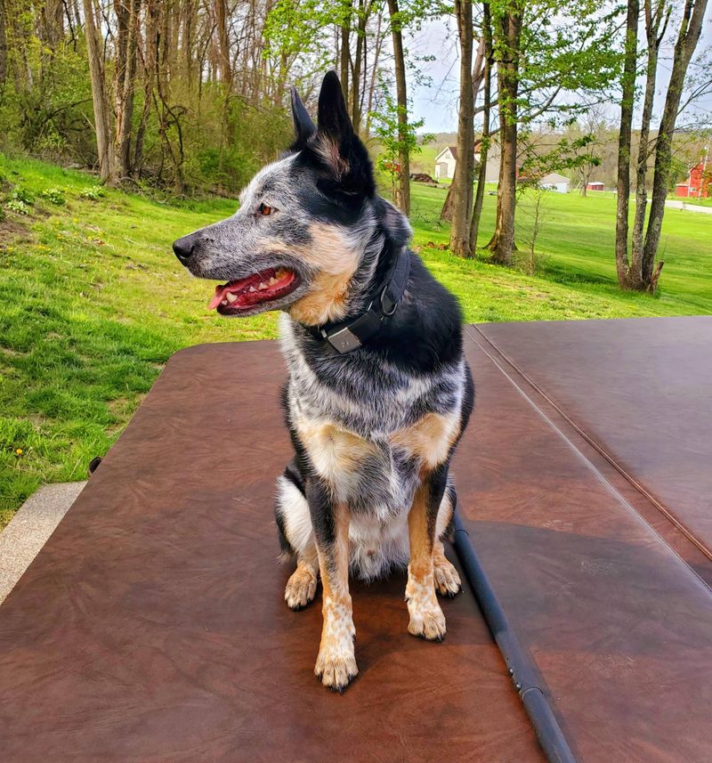 Australian Cattle Dog