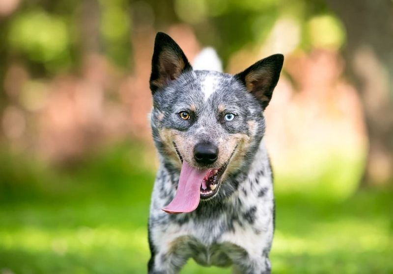 Australian Cattle Dog