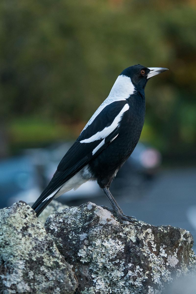 Australian Magpie