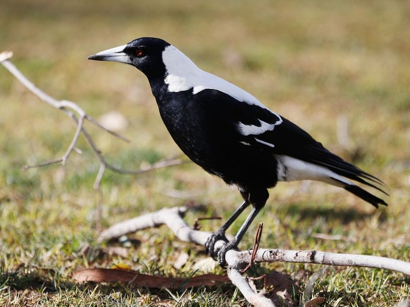 Australian Magpie