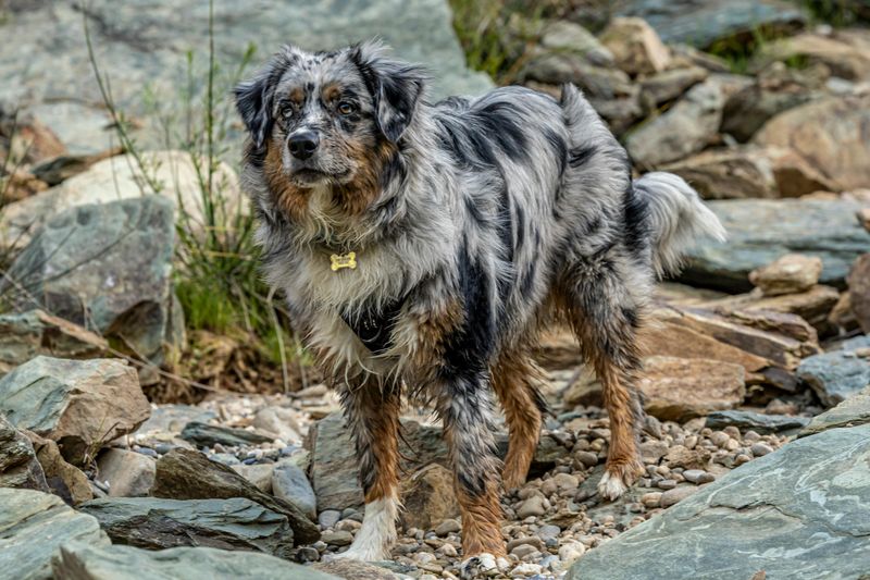 Australian Shepherd