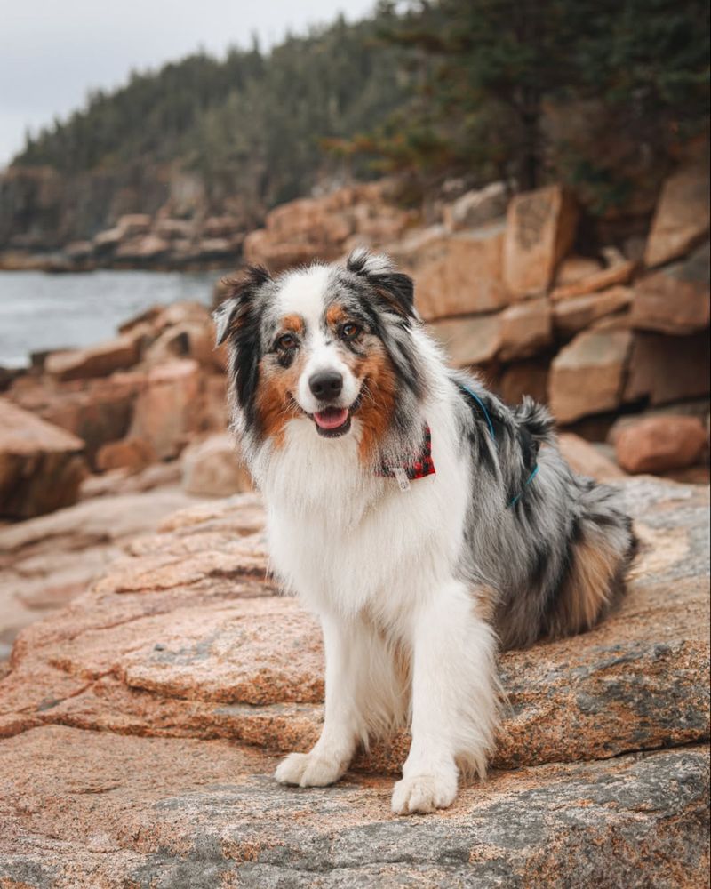 Australian Shepherd