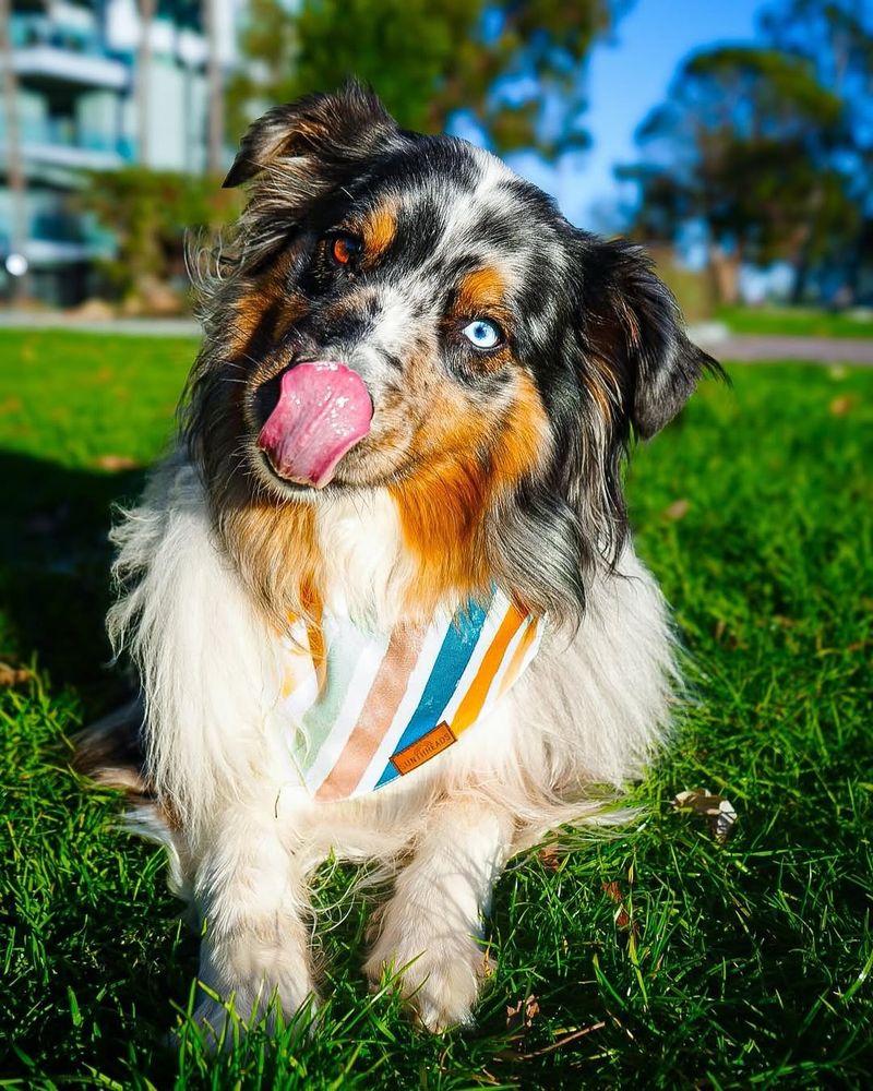 Australian Shepherd