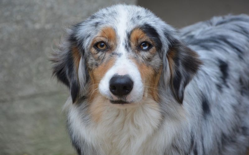 Australian Shepherd