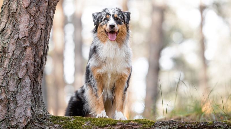 Australian Shepherd