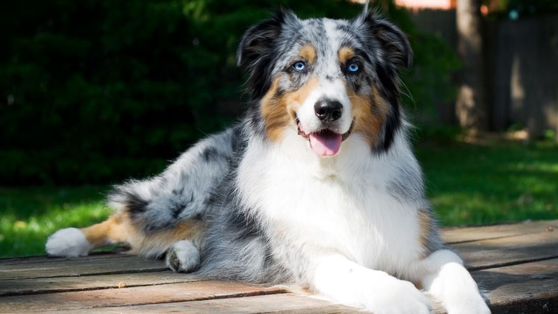 Australian Shepherd