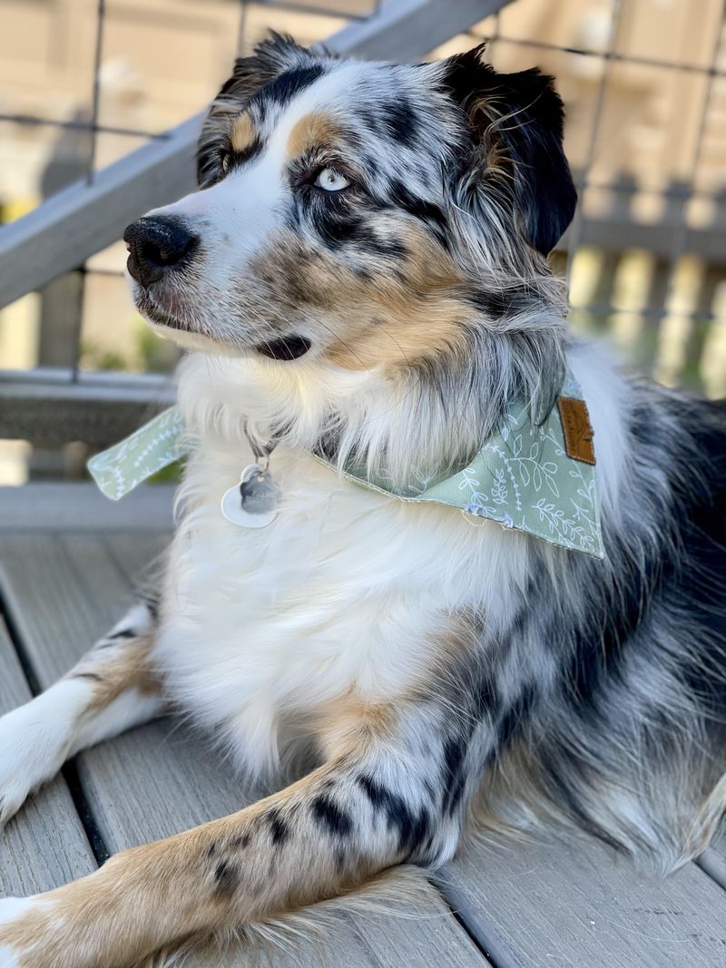 Australian Shepherd