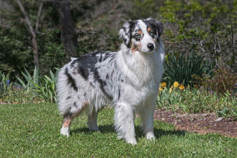 Australian Shepherd