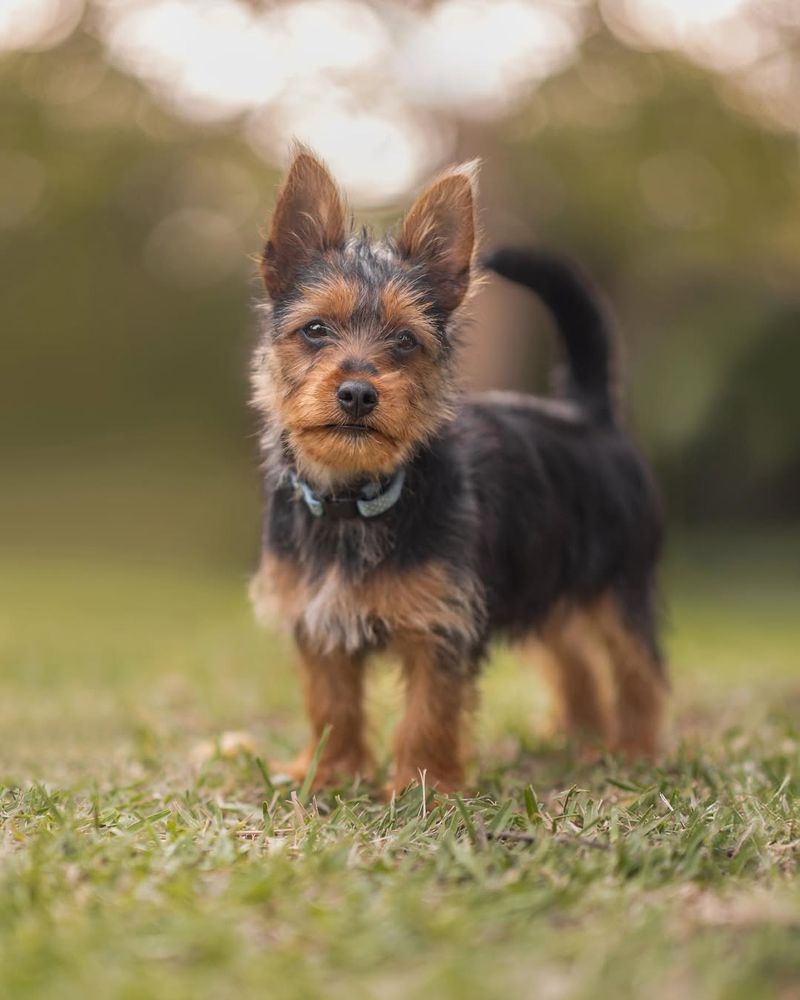 Australian Terrier