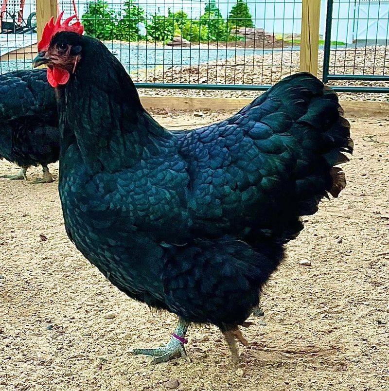 Australorp