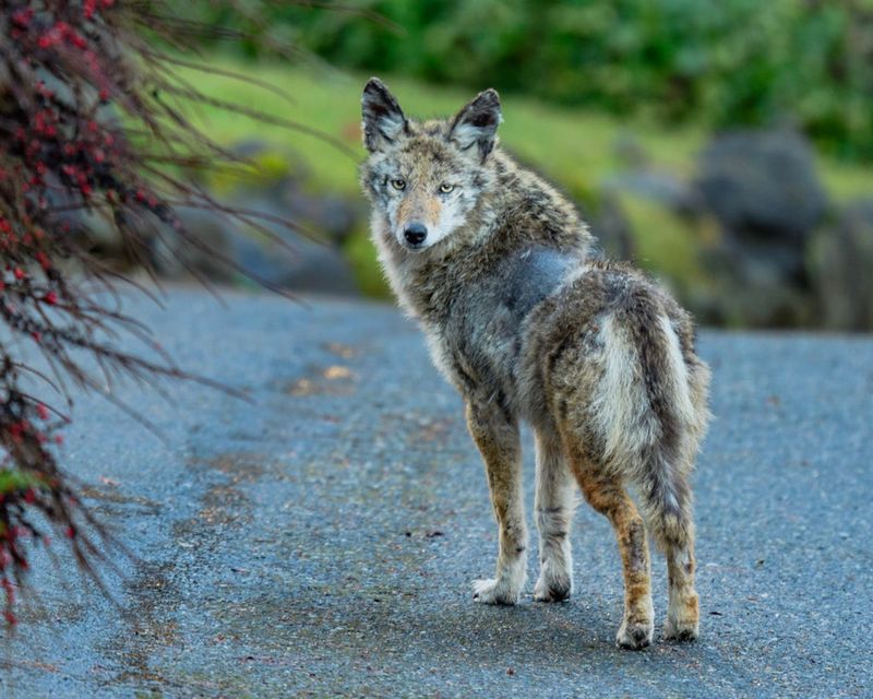 Avoid Feeding Wildlife