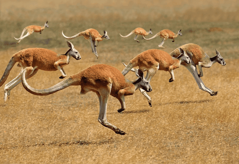 Avoiding Kangaroo Conflicts