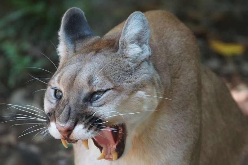 Avoiding Mountain Lion Attacks