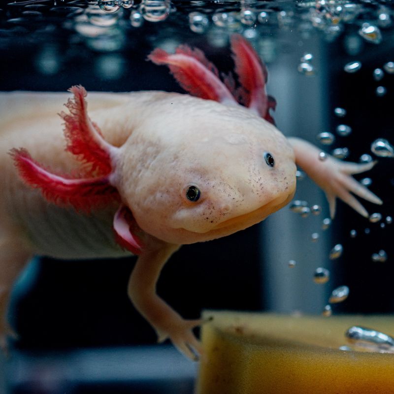 Axolotl