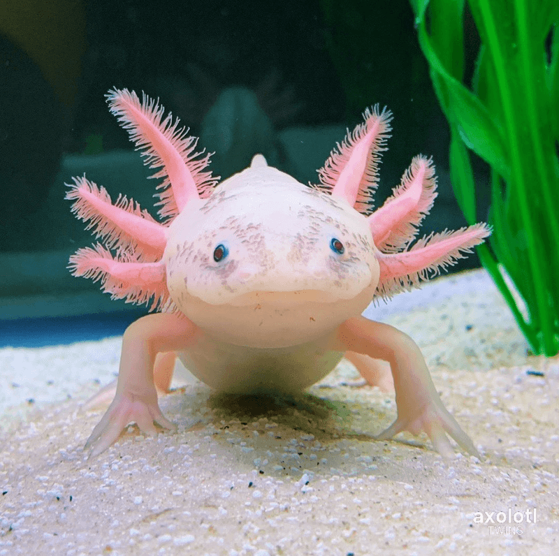 Axolotl