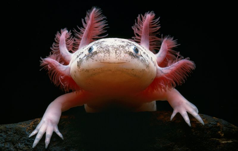 Axolotl's Regenerative Abilities