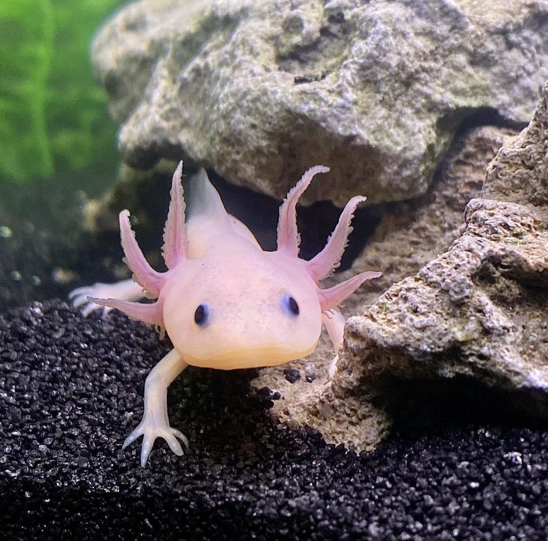 Axolotl