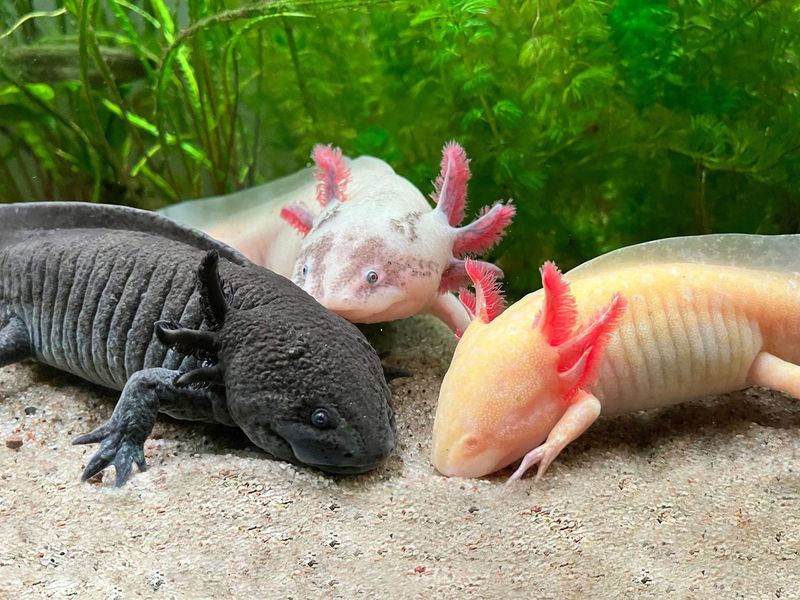 Axolotl