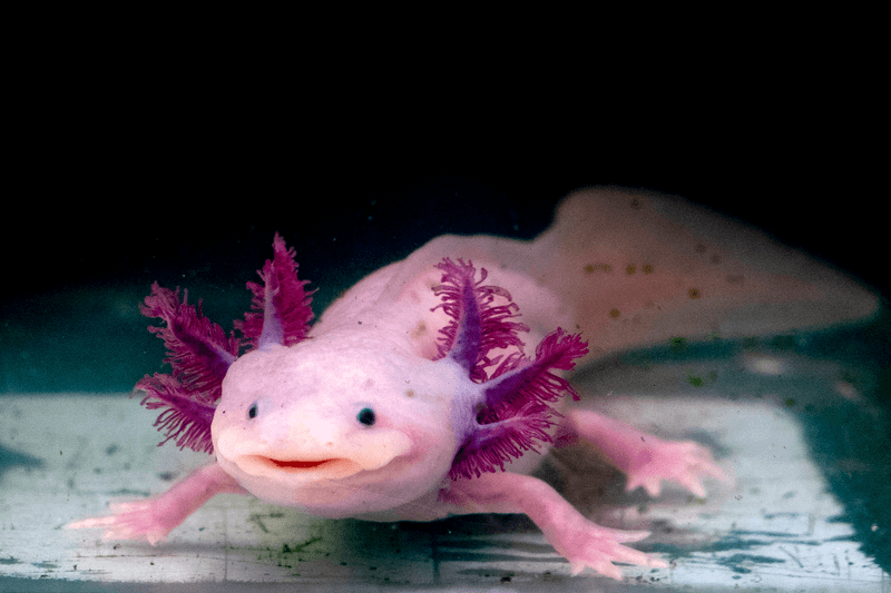 Axolotl