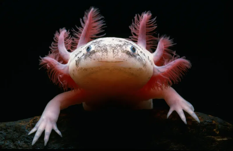 Axolotl