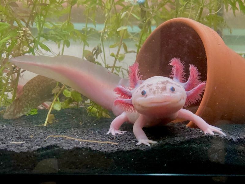 Axolotl