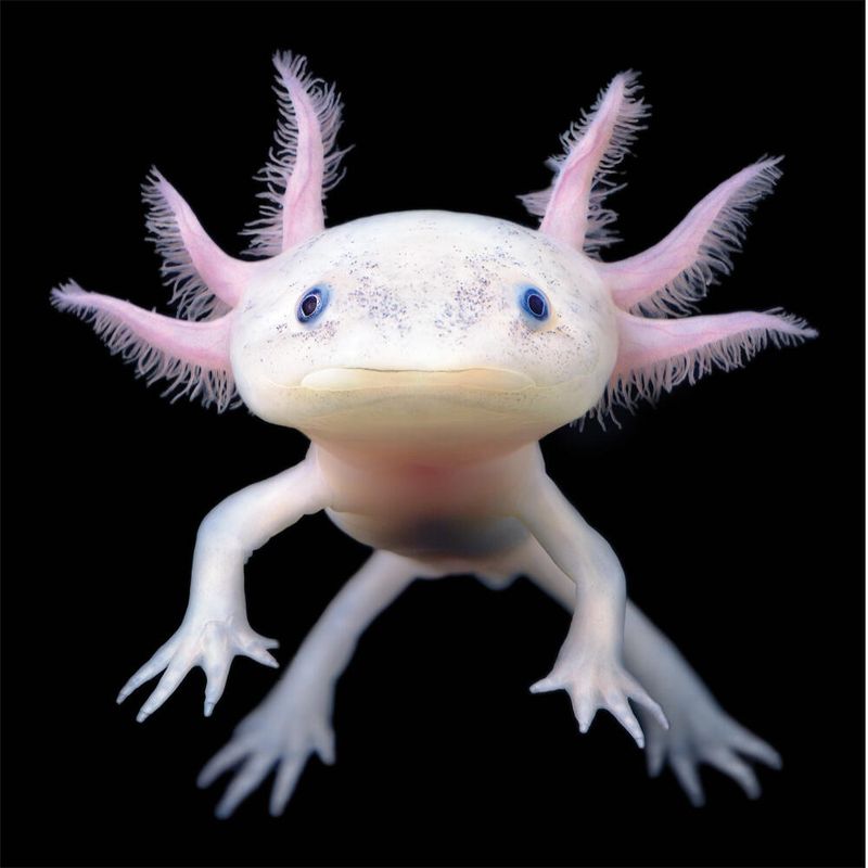 Axolotl's Regeneration