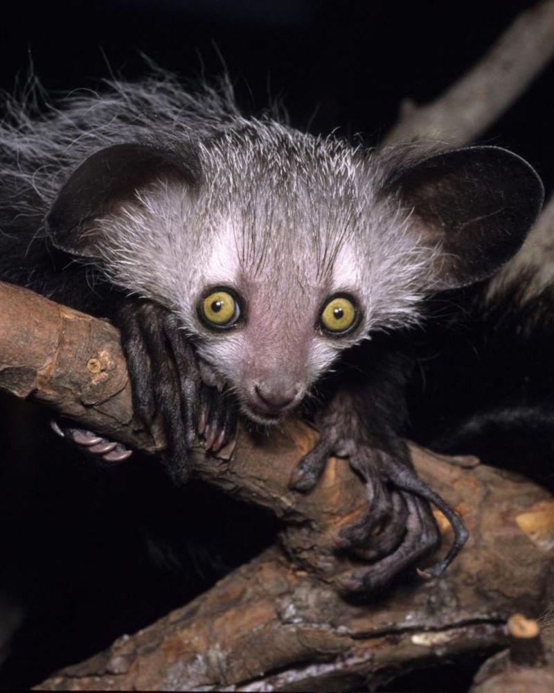 Aye-Aye