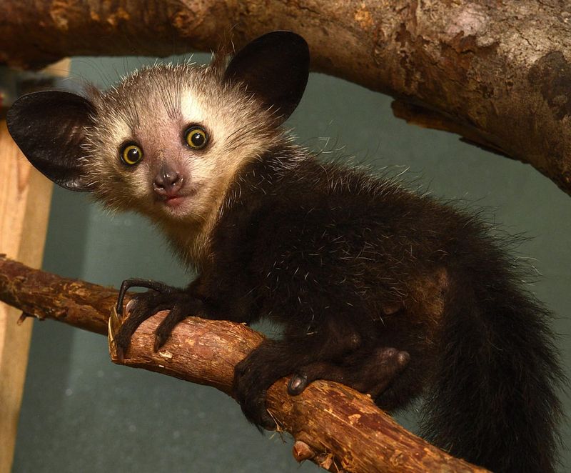 Aye-Aye