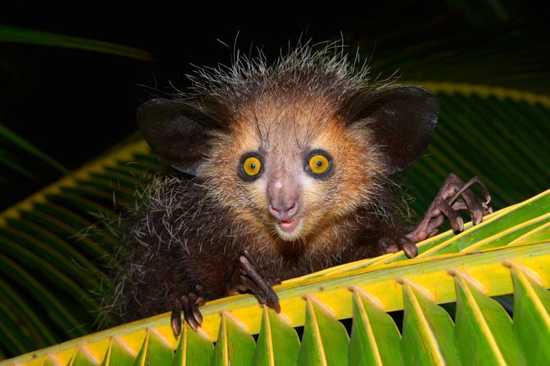 Aye-Aye