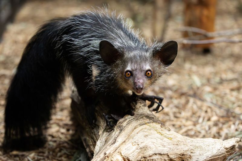 Aye-Aye