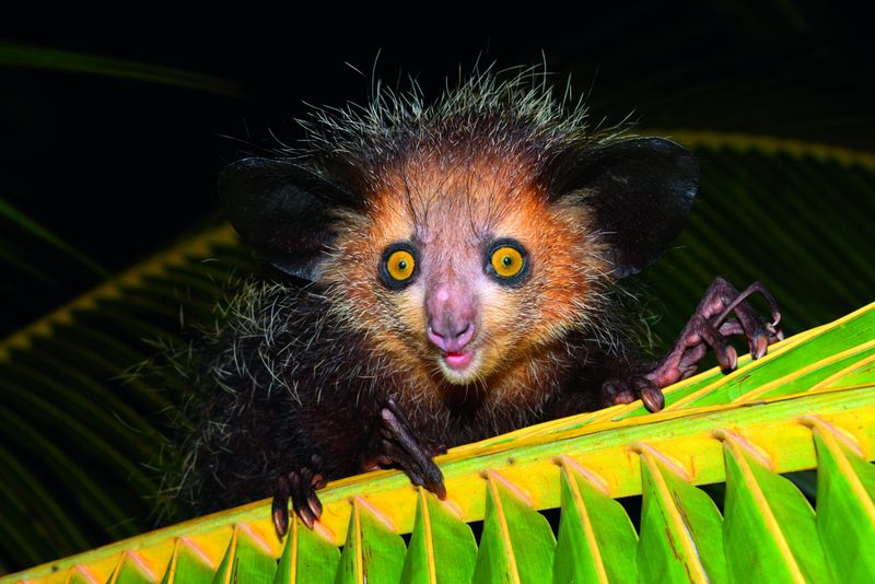 Aye-aye