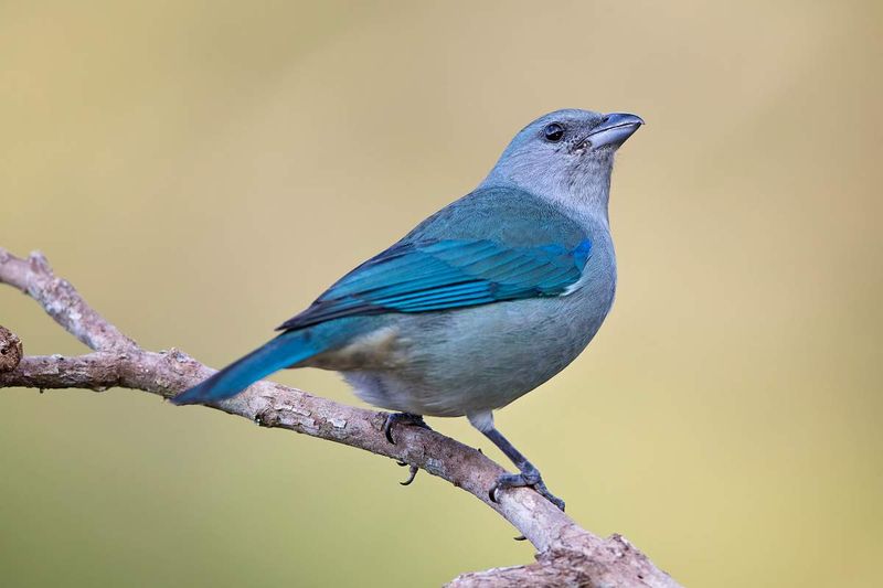 Azure-hooded Puffbird