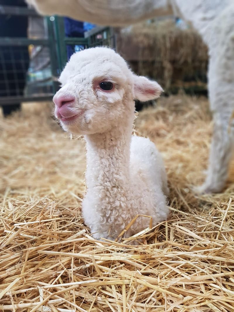 Baby Alpaca