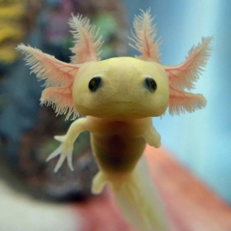 Baby Axolotl