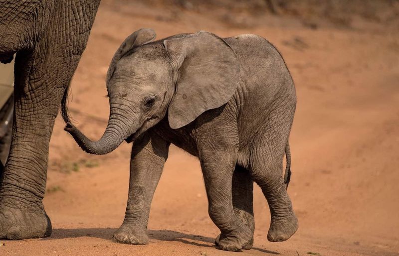 Baby Elephant