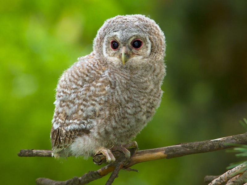 Baby Owl