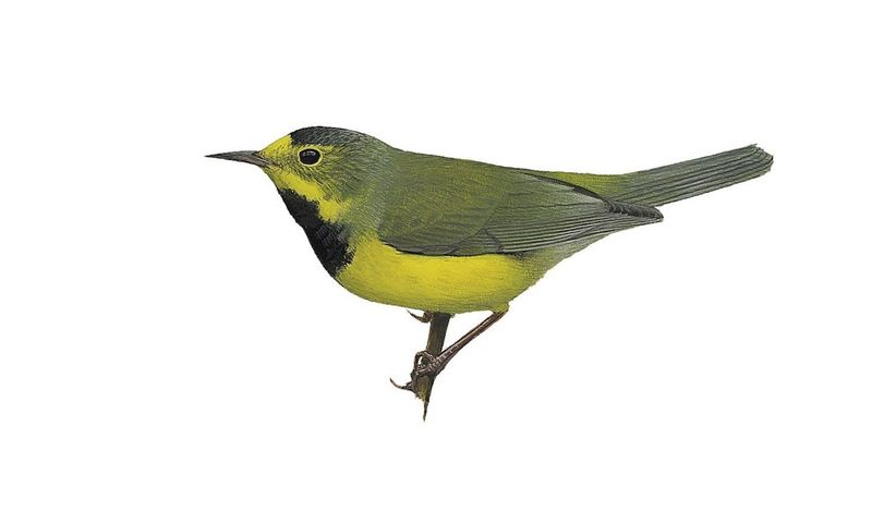 Bachman's Warbler