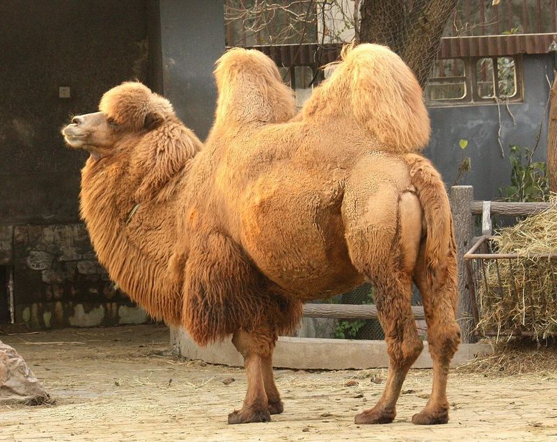 Bactrian Camel