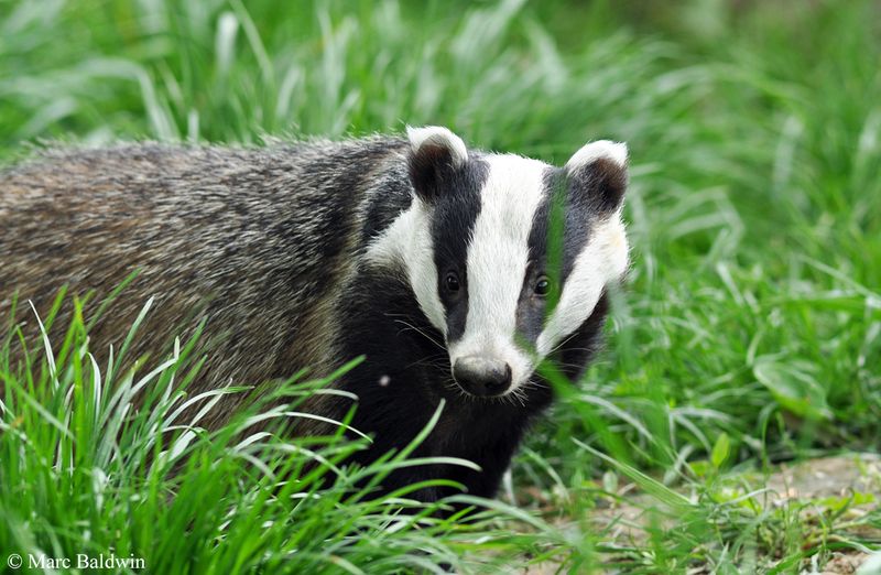 Badger