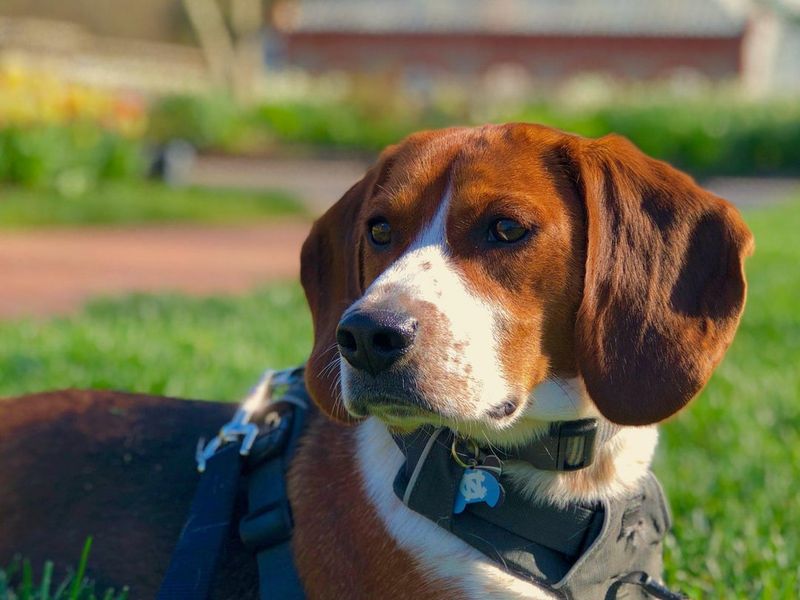 Bagel (Beagle + Basset Hound)