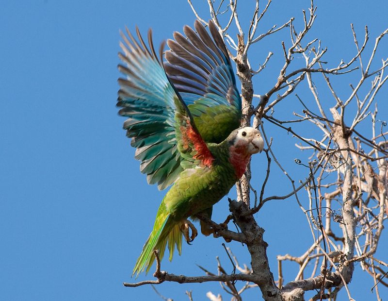 Bahama Parrot