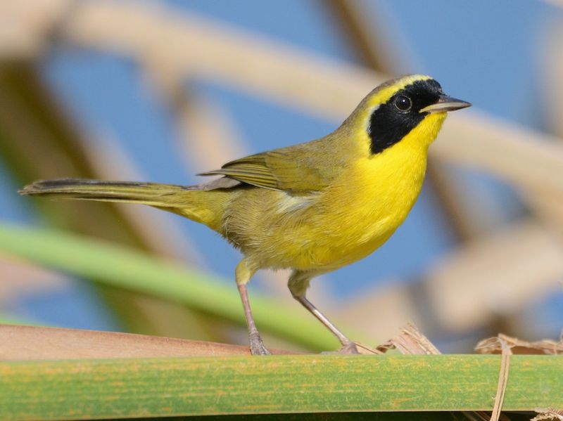 Bahama Yellowthroat