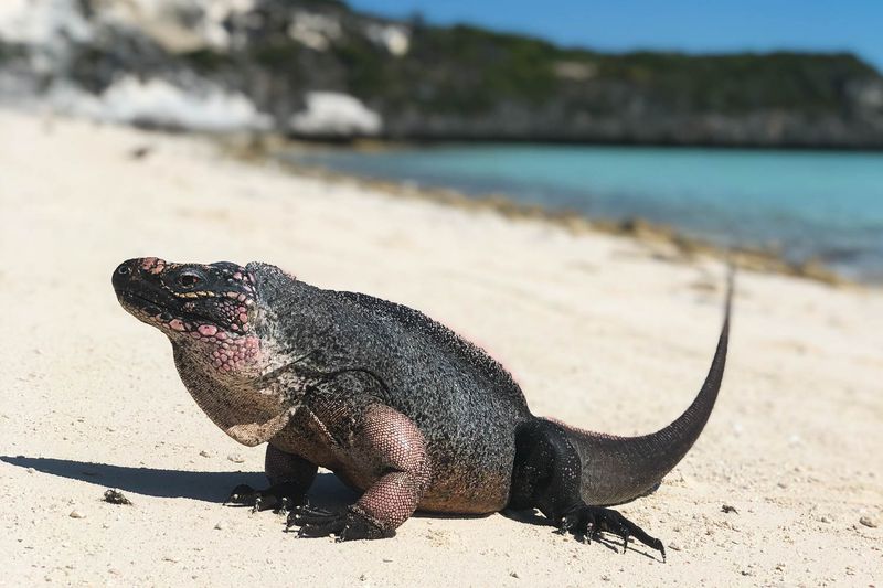 Bahamas Rock Iguana