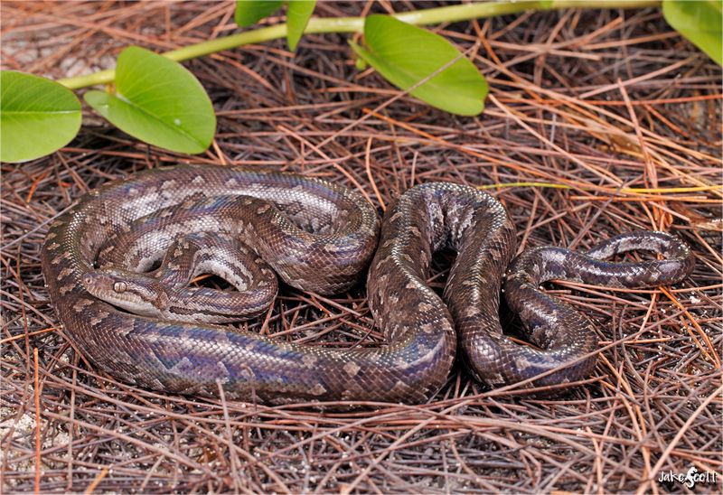 Bahamian Boa