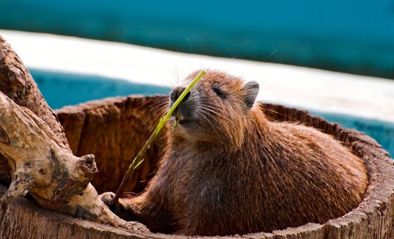 Bahamian Hutia